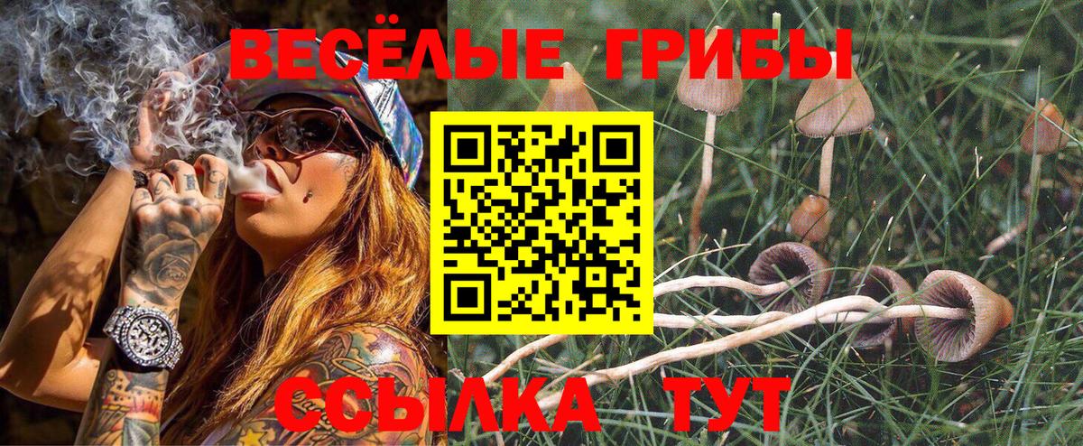 Псилоцибиновые грибы Psilocybine cubensis Кинель